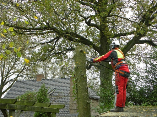snoeien blijft nodig
